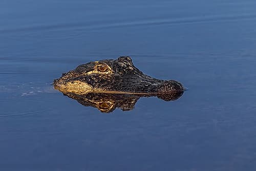 American alligator. Merritt Island National Wildlife Refuge, Florida Animals Print